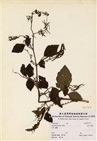藏品(波葉山螞蝗)的圖片